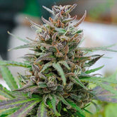 KANNABIA SEEDS -  BABY BOOM AUTO